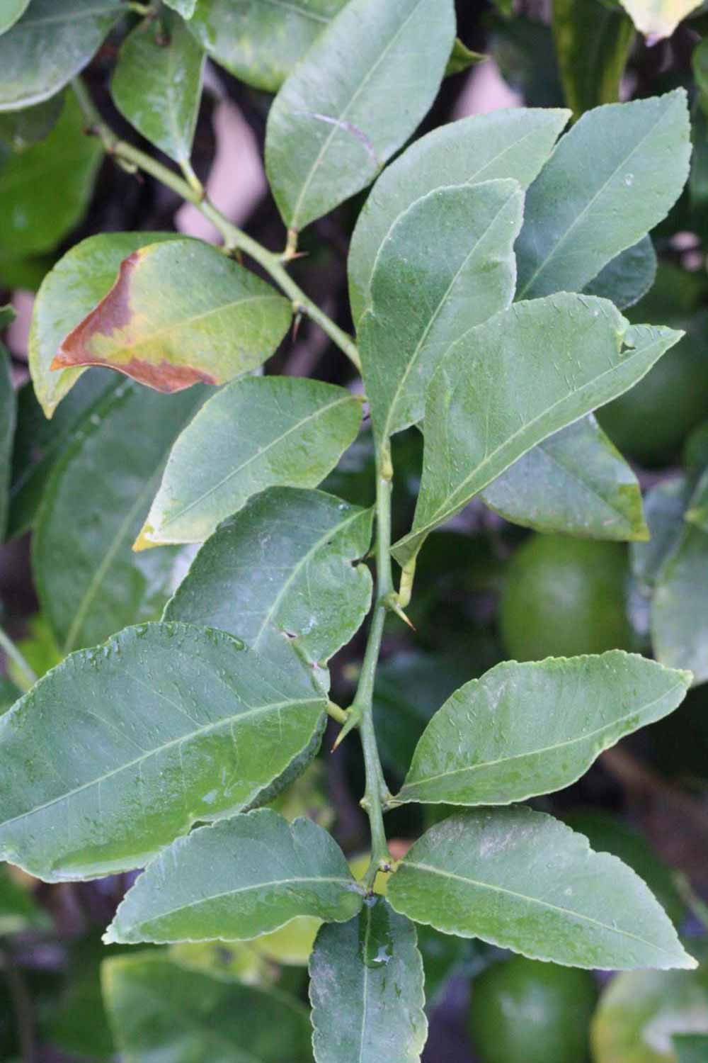              Shade leaves (Riverside, CA)       